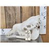 Image 1 : Camel Skull Taxidermy