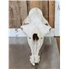 Image 2 : Camel Skull Taxidermy