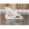 Image 3 : Camel Skull Taxidermy