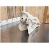 Image 4 : Camel Skull Taxidermy