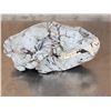 Image 3 : Cammo Dipped Black Bear Skull Taxidermy