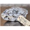 Image 4 : Cammo Dipped Black Bear Skull Taxidermy