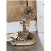 Image 2 : Rattlesnake Full Body Taxidermy Mount