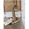 Image 4 : Rattlesnake Full Body Taxidermy Mount
