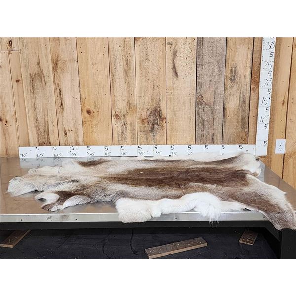 Soft Tanned Caribou Skin Taxidermy