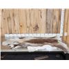 Image 1 : Soft Tanned Caribou Skin Taxidermy