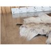 Image 2 : Soft Tanned Caribou Skin Taxidermy