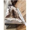 Image 3 : Soft Tanned Caribou Skin Taxidermy