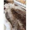 Image 4 : Soft Tanned Caribou Skin Taxidermy
