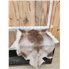 Image 5 : Soft Tanned Caribou Skin Taxidermy