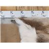 Image 6 : Soft Tanned Caribou Skin Taxidermy