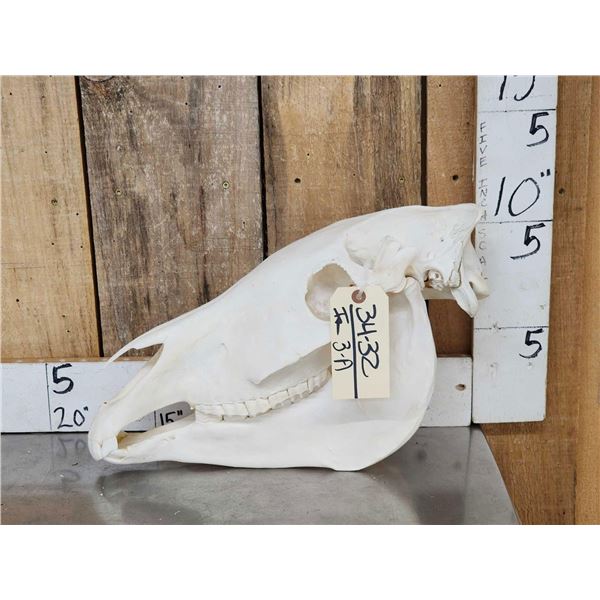 Zebra Skull Taxidermy