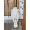 Image 2 : Zebra Skull Taxidermy