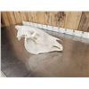 Image 4 : Zebra Skull Taxidermy