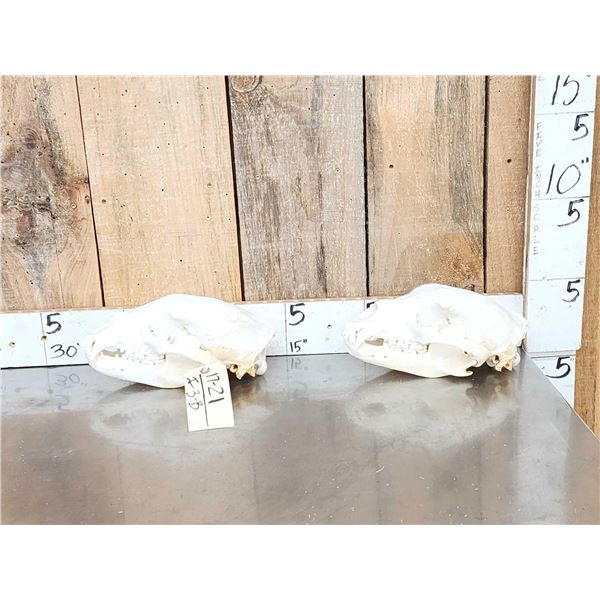 2 Nice Black Bear Skulls Taxidermy