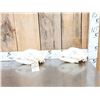 Image 1 : 2 Nice Black Bear Skulls Taxidermy