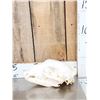 Image 2 : 2 Nice Black Bear Skulls Taxidermy