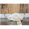 Image 3 : 2 Nice Black Bear Skulls Taxidermy