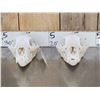 Image 4 : 2 Nice Black Bear Skulls Taxidermy