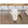 Image 5 : 2 Nice Black Bear Skulls Taxidermy
