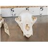 Image 6 : 2 Nice Black Bear Skulls Taxidermy