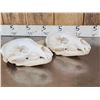 Image 7 : 2 Nice Black Bear Skulls Taxidermy