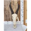 Image 1 : African Topi Skull Taxidermy