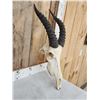 Image 2 : African Topi Skull Taxidermy