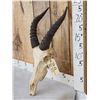 Image 3 : African Topi Skull Taxidermy