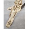 Image 4 : African Topi Skull Taxidermy