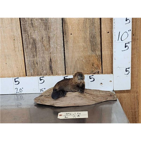 Baby Beaver Relaxing On Driftwood Taxidermy
