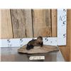 Image 1 : Baby Beaver Relaxing On Driftwood Taxidermy