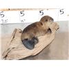 Image 2 : Baby Beaver Relaxing On Driftwood Taxidermy