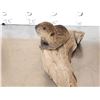 Image 3 : Baby Beaver Relaxing On Driftwood Taxidermy