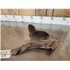 Image 4 : Baby Beaver Relaxing On Driftwood Taxidermy
