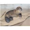 Image 5 : Baby Beaver Relaxing On Driftwood Taxidermy