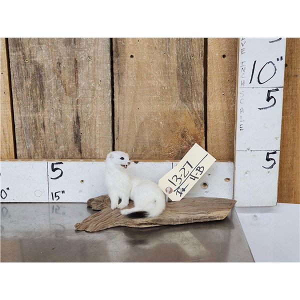 White Weasel On Driftwood Taxidermy Mount