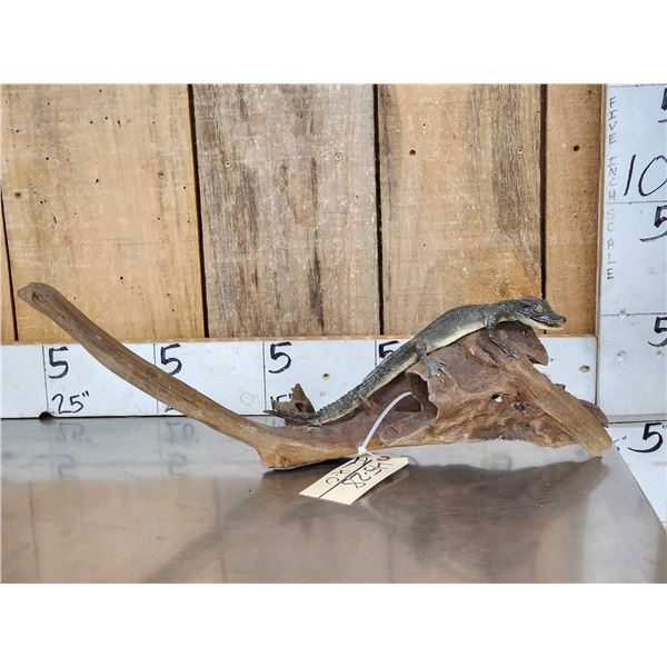 Baby Alligator Full Body Taxidermy Mount