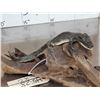 Image 2 : Baby Alligator Full Body Taxidermy Mount