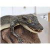 Image 3 : Baby Alligator Full Body Taxidermy Mount