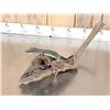 Image 4 : Baby Alligator Full Body Taxidermy Mount