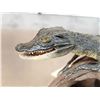 Image 6 : Baby Alligator Full Body Taxidermy Mount