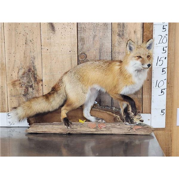 Red Fox Full Body Taxidermy Mount