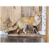 Image 1 : Red Fox Full Body Taxidermy Mount