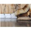 Image 2 : Red Fox Full Body Taxidermy Mount