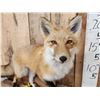 Image 3 : Red Fox Full Body Taxidermy Mount