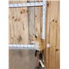 Image 4 : Red Fox Full Body Taxidermy Mount