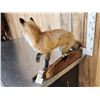 Image 5 : Red Fox Full Body Taxidermy Mount