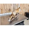 Image 6 : Red Fox Full Body Taxidermy Mount