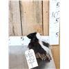 Image 2 : Baby Skunk Relaxing On Driftwood Taxidermy
